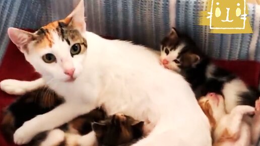 Хромая мама-кошка привела людей к своим котятам