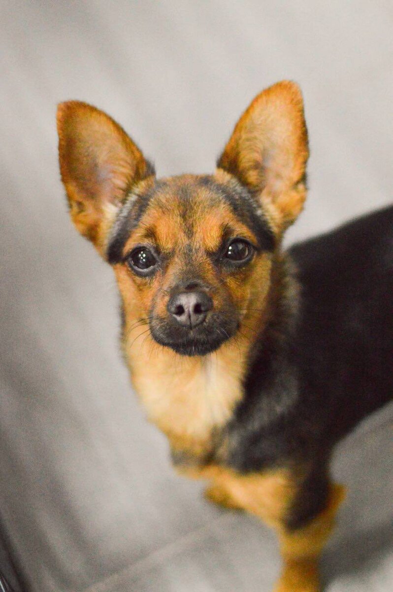 Ищет дом в Москве и МО маленькая собачка из приюта Домик Мелкашей