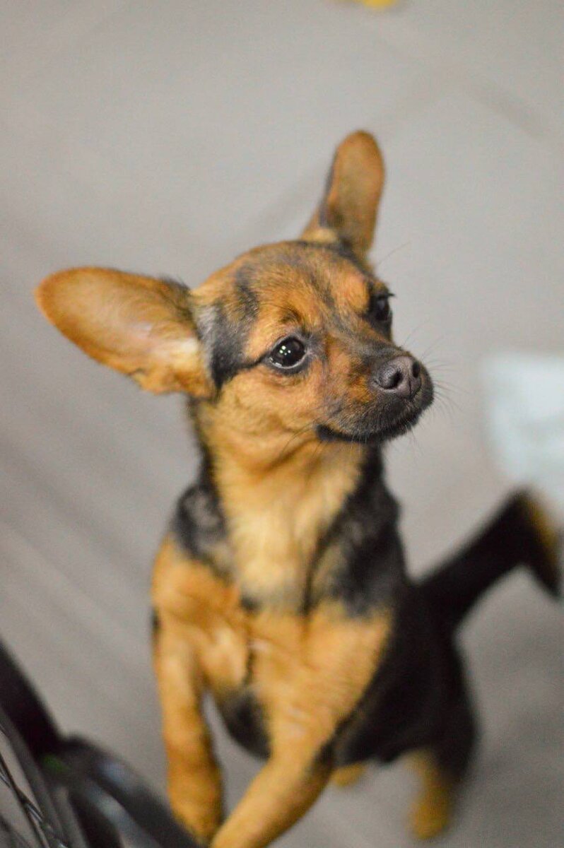 Ищет дом в Москве и МО маленькая собачка из приюта Домик Мелкашей