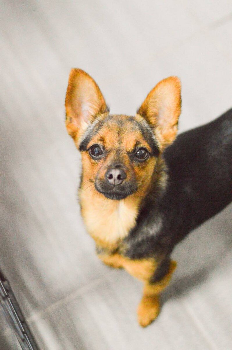 Ищет дом в Москве и МО маленькая собачка из приюта Домик Мелкашей