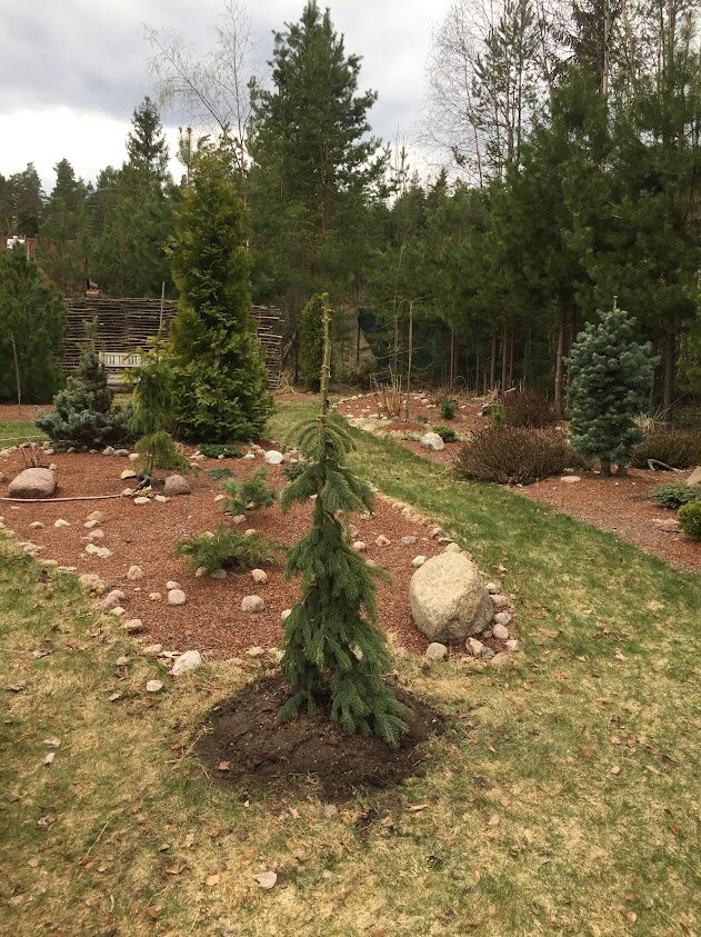 2023 Picea glauca Pendula