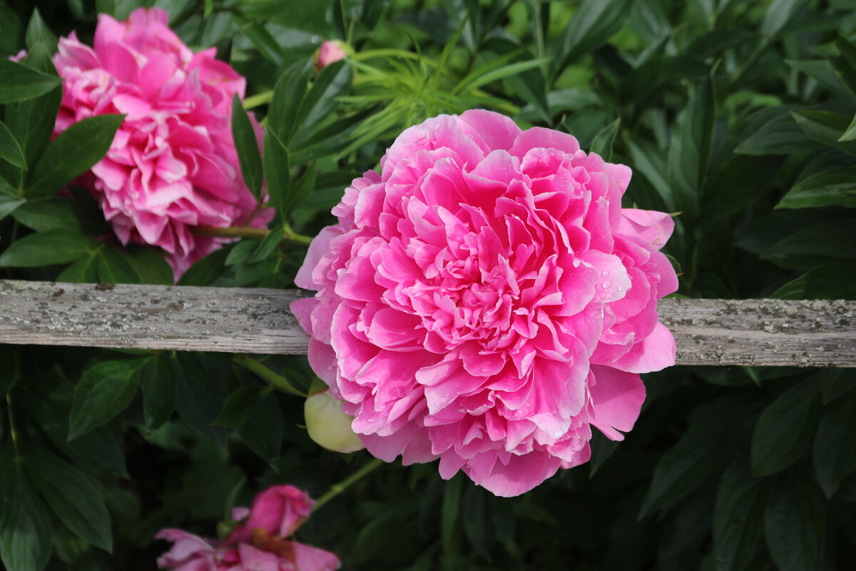 Цветы в Спасо-Казанском Симанском женском монастыре