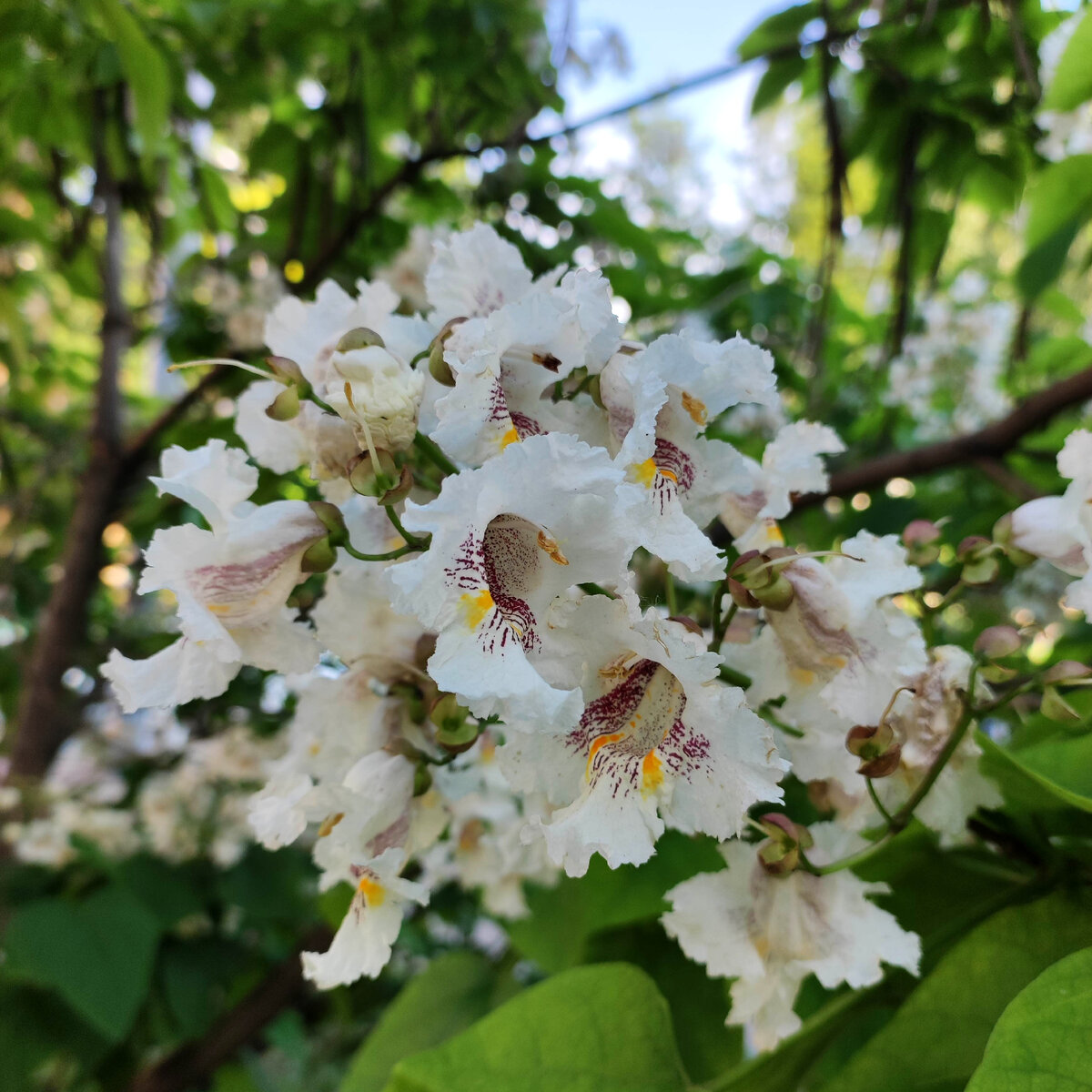 Такая у нас красота, и аромат чудесный 🥰
