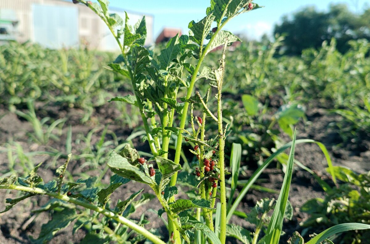 Фото freepik.com, личный архив