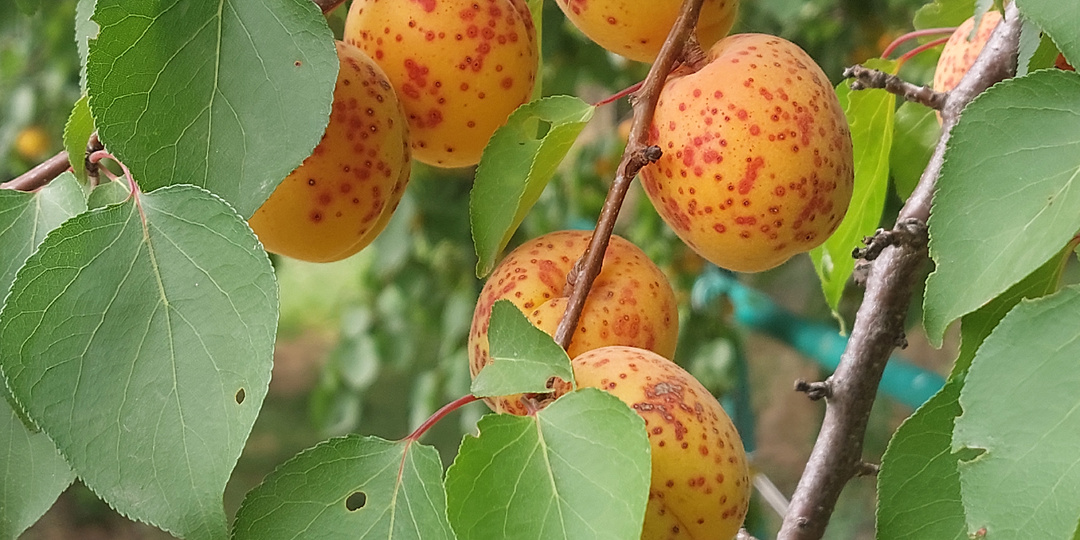 Неделю были на отдыхе. Не упустили возможность извлечь выгоду и там. А дома ждали нас сюрпризы
