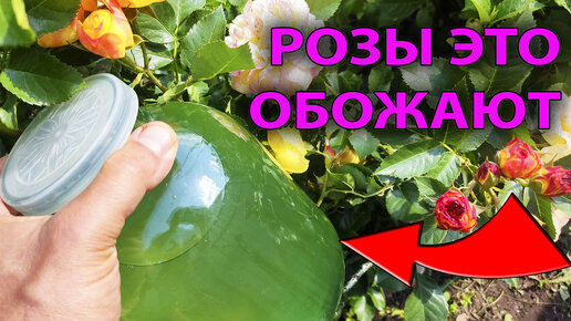 РОЗЫ цветут как БЕШЕНЫЕ! Что я добавил в ВОДУ для полива? 🌸🤯💦