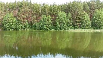 Лето🌞 Красота и звуки природы 🌳🌲🌊🐦🐸