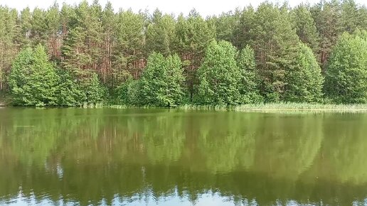 Лето🌞 Красота и звуки природы 🌳🌲🌊🐦🐸