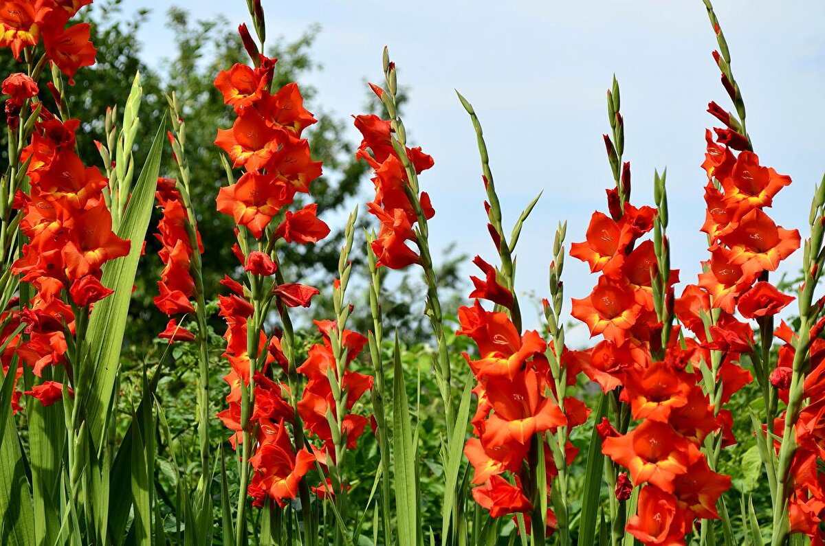 Гладиолус или Шпажник. Название цветка происходит от слова «гладиус» — меч. Изображение из сети
