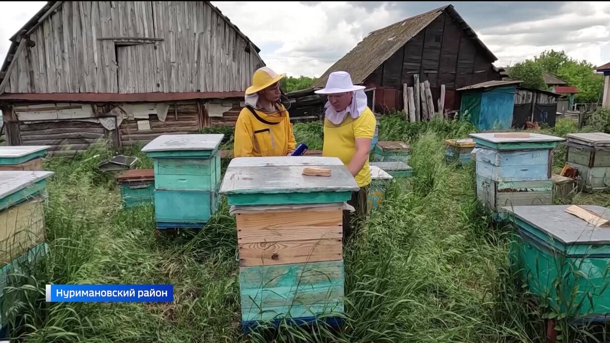    В Башкирии обнаружили контрабандных пчел, зараженных смертоносным грибком и вирусами - сюжет "Вестей"