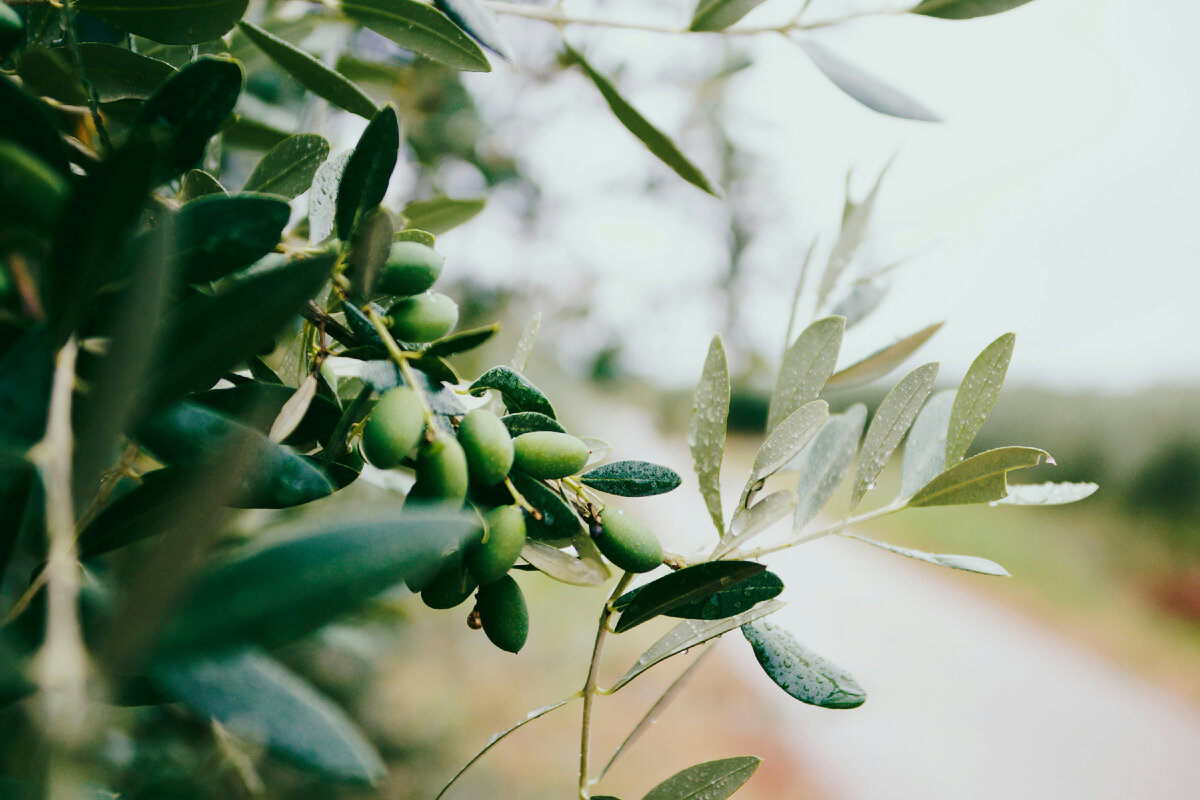 Фотосток – https://unsplash.com/photos/selective-focus-photography-of-green-leafed-plant-lIuxlN0zSjs?utm_content=creditShareLink&utm_medium=referral&utm_source=unsplash  