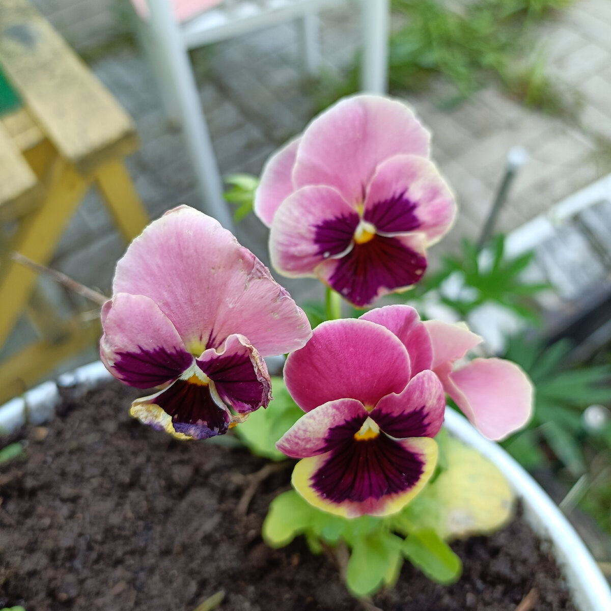 Цветуечки. Один уже правда подзавял