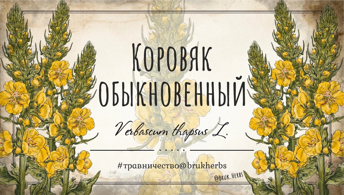 Дизайн @bruk.herbs