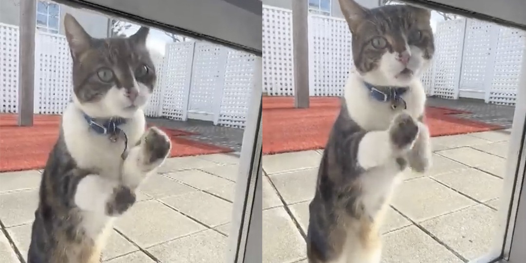 Сбежавший кот пришел к соседям и попросил его впустить