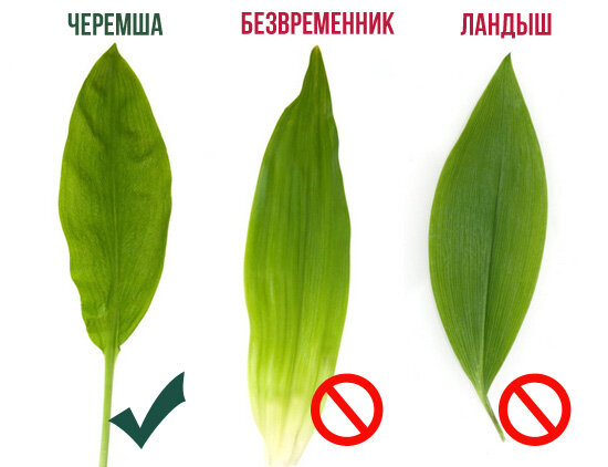 Часто можно спутать Черемшу с другими ядовитыми растениями.