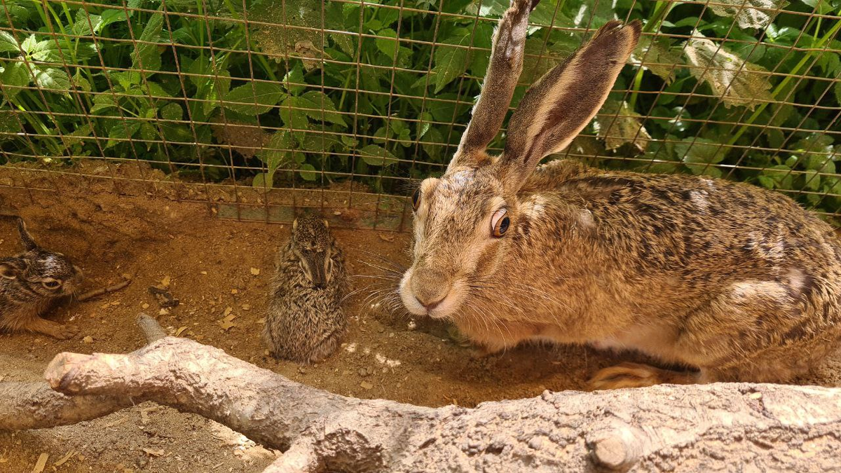 Сообщили Лилит, что у неё две дочери. Надеюсь она рада 😊