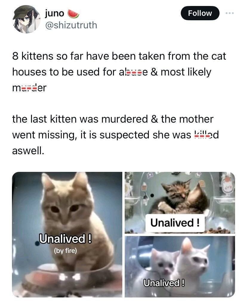 Первые жертвы живодеров. Материал взят из телеграмм канала "Котята в Китае".