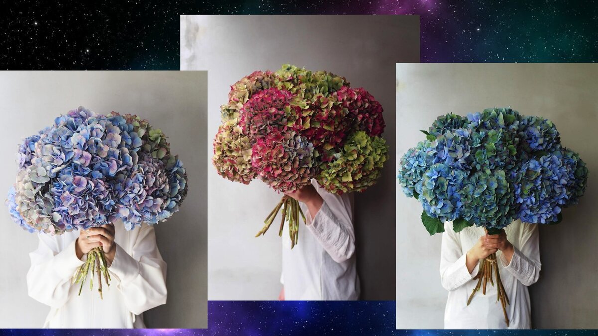 Где ваша точка успеха? Тест по выбранному букету гортензий