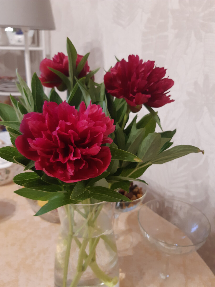 Купила у бабушки пионы