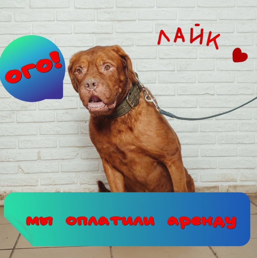 МЫ ОПЛАТИЛИ АРЕНДУ! | Приют животных Омские Хвостики | Дзен