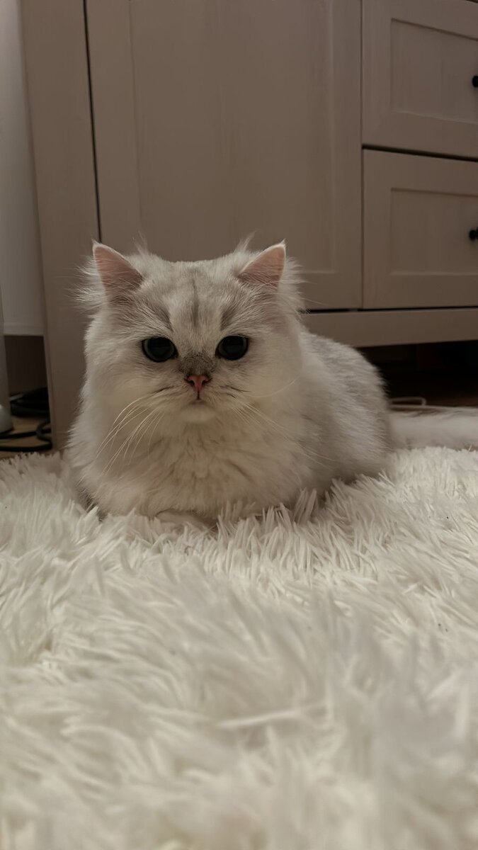 Чистый Норд