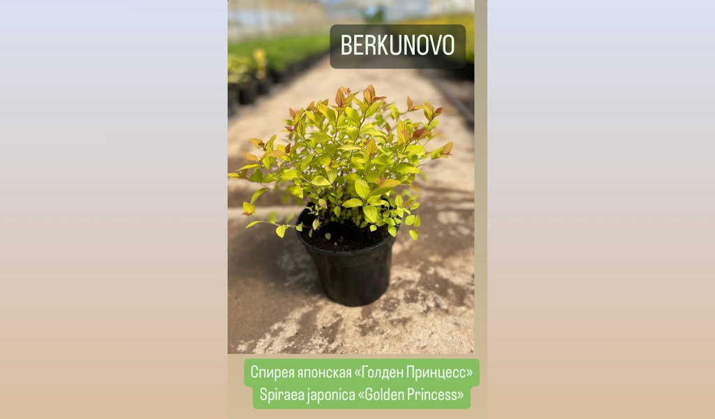 Spiraea japonica "Golden Princess"