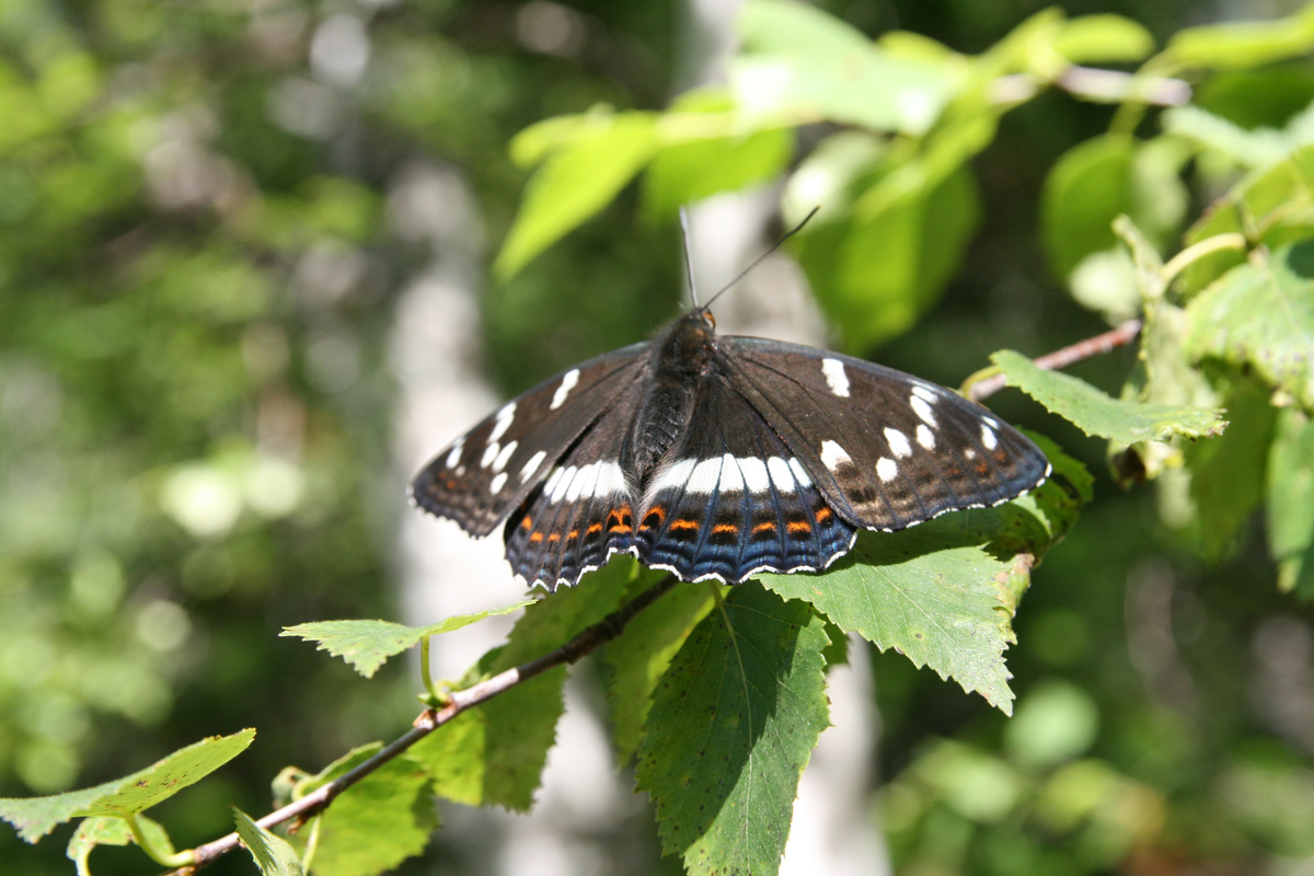 Хорошей погоде рады все: и люди и насекомые. На фото бабочке греется в лучах летнего солнца