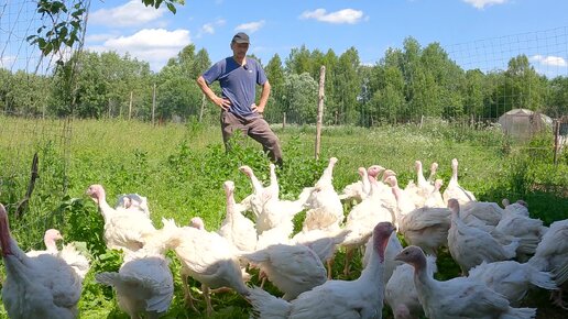 Признаю, он победил, про индюков (минус два) , чистим плантацию! Деревенские будни.