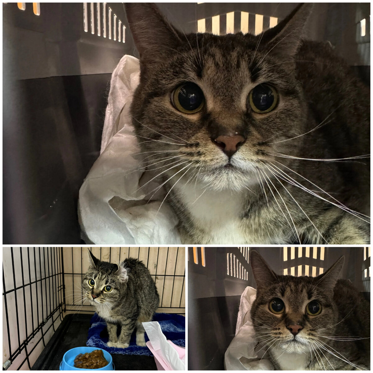 Кошечка Бома, домашняя, осталась без хозяина.