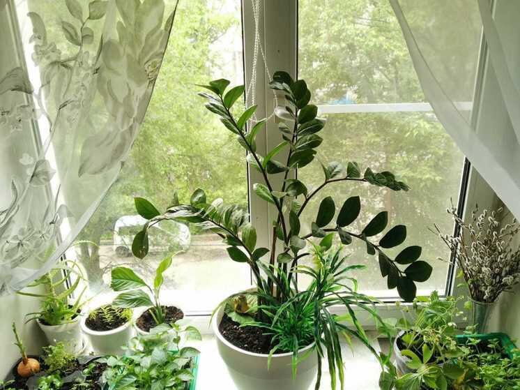     Его полюбили благодаря своей простоте и неприхотливости в уходе / Ольга Григорьева