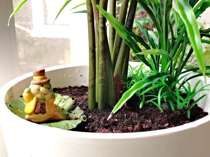     Как сделать так, чтобы замиокулькас исполнил желание? / Ольга Григорьева