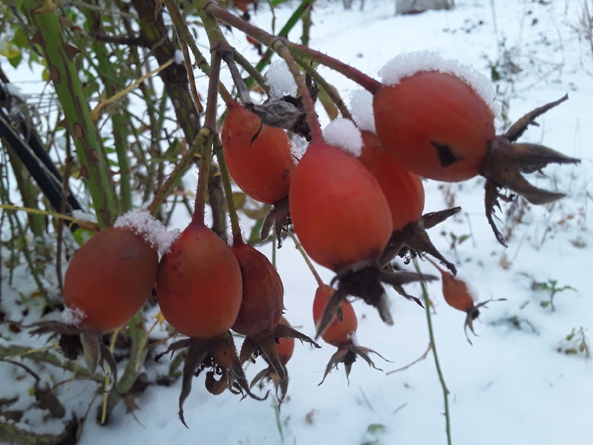Фламментанц в конце ноября