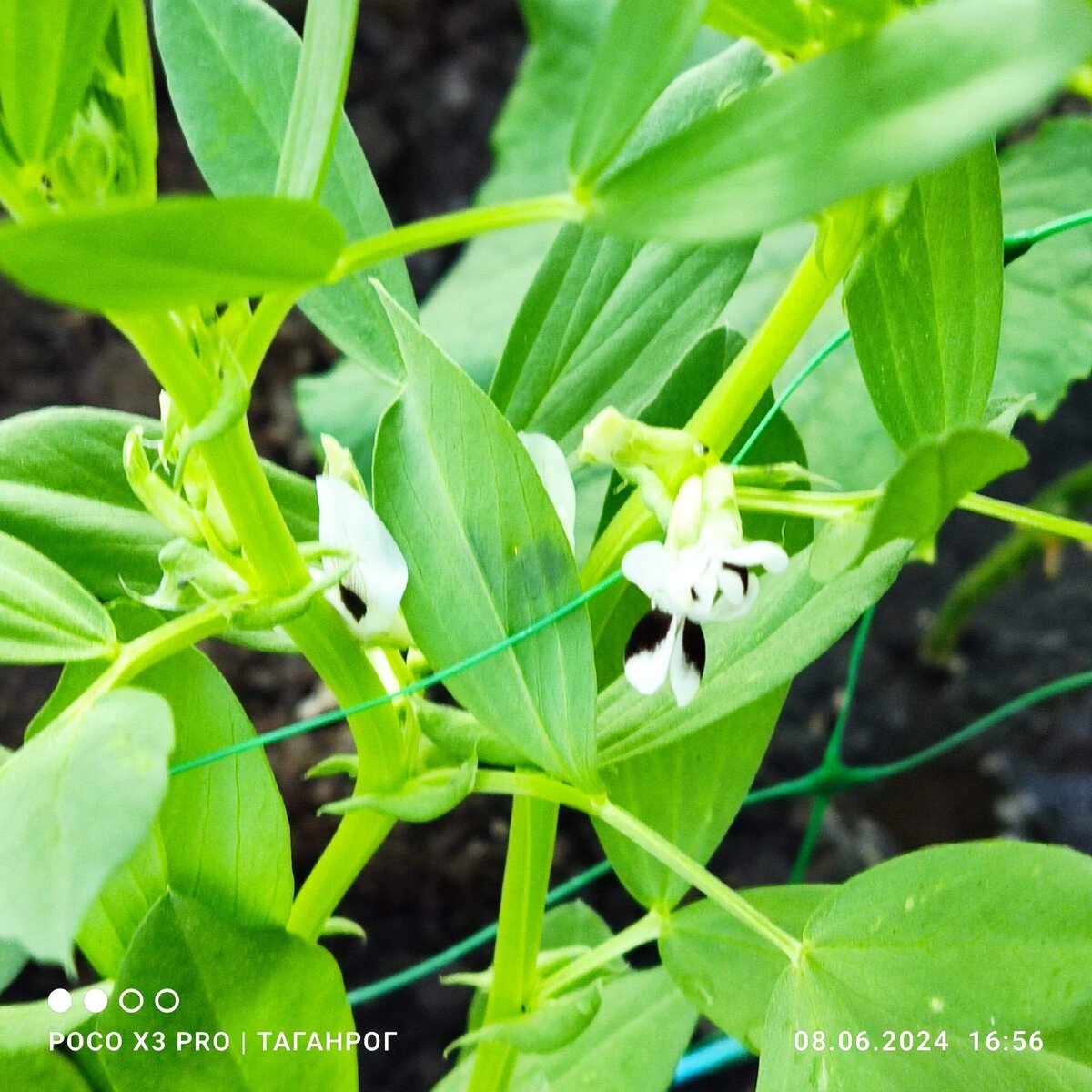 Полезное и приятное. Что посадить рядом с томатами🌿 | Томатная усадебка  СиННьорки Помидорки | Дзен