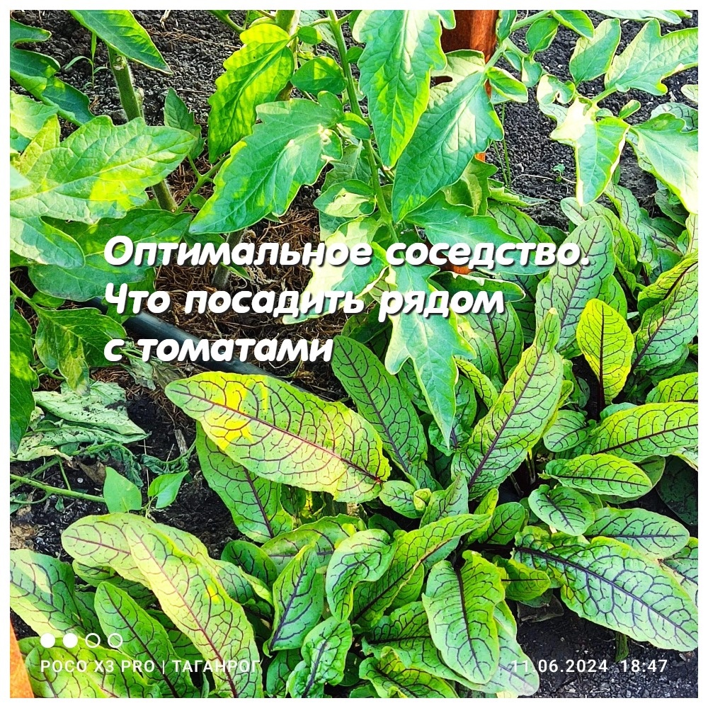 Полезное и приятное. Что посадить рядом с томатами🌿 | Томатная усадебка  СиННьорки Помидорки | Дзен