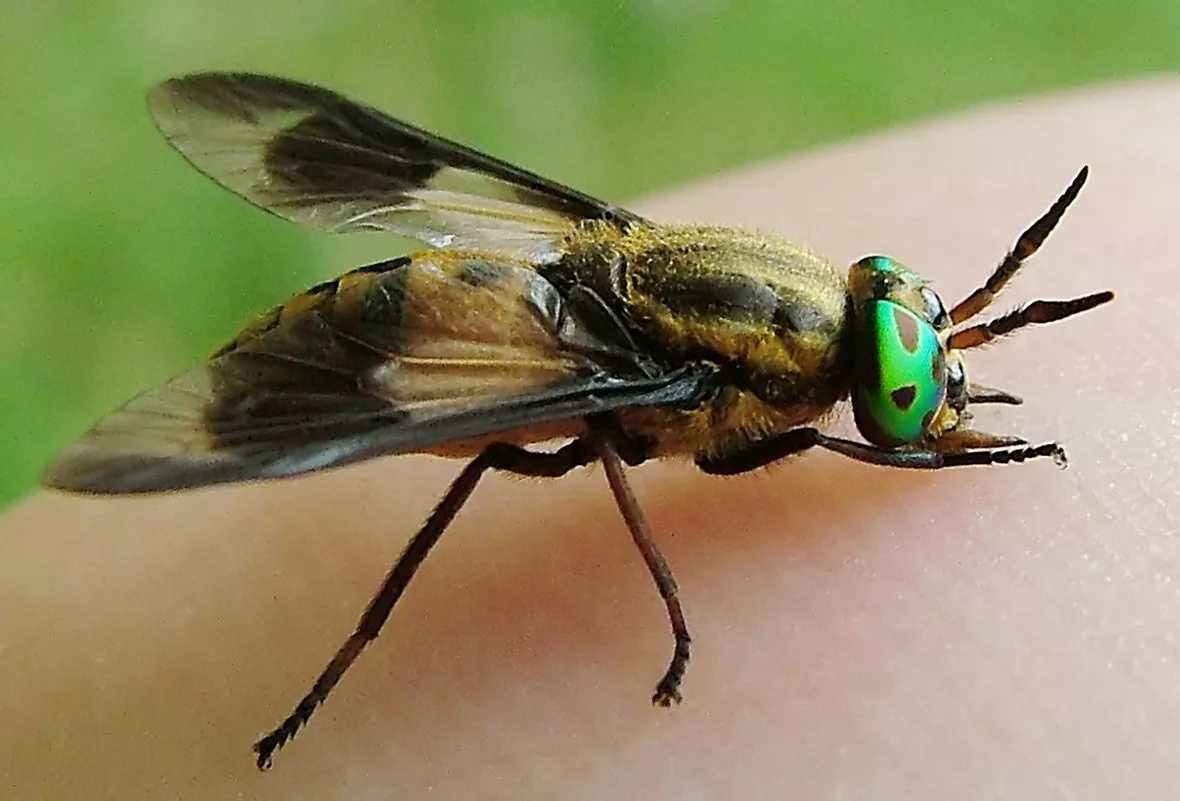 Овод. Поопаснее, кусает больнее, вырывает кусок кожи, дрессировке не поддаётся.