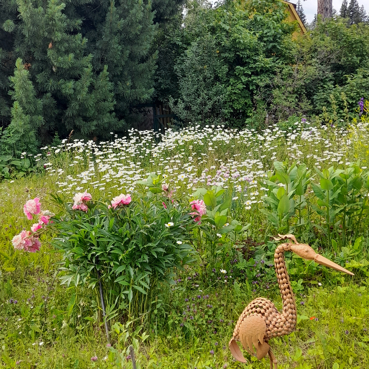 Фото автора.  У соседки на участке
