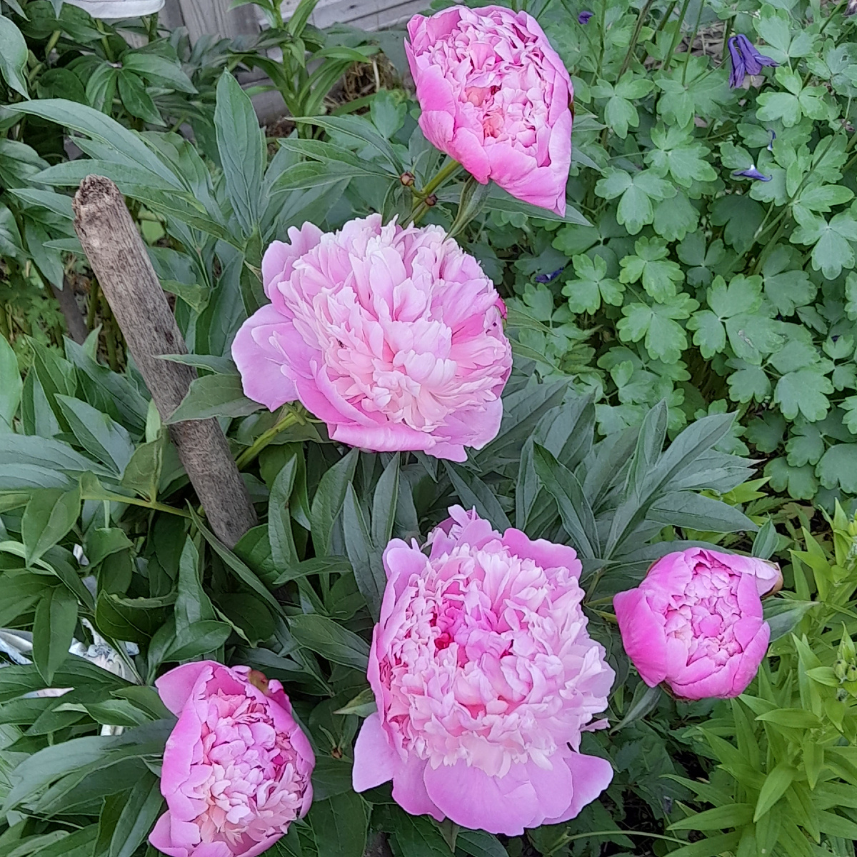 Фото автора.  Отцветают пионы, аквилегии