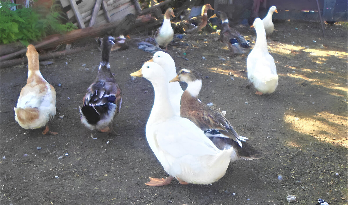 Фото: АПК Новости