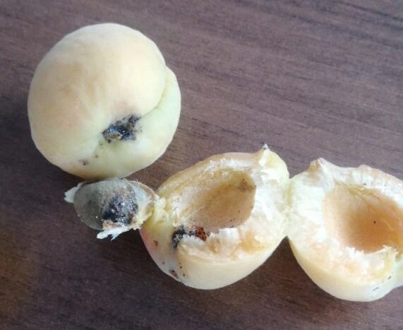    В Оренбуржье не пропустили более 20 тонн зараженных абрикосов из Узбекистана Кристина Просвиркина