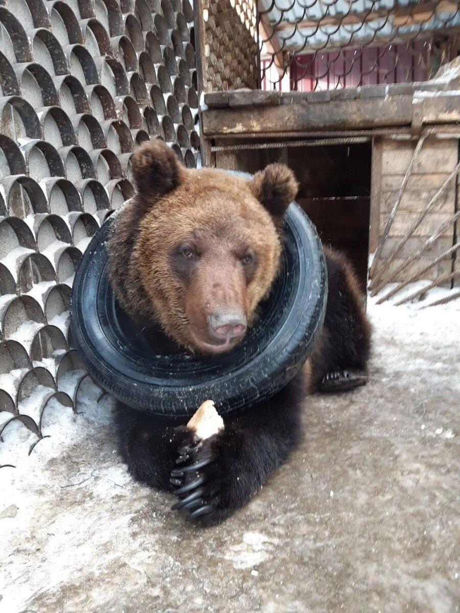    Медведь ищет новый дом. Источник: t.me/auditorkristina