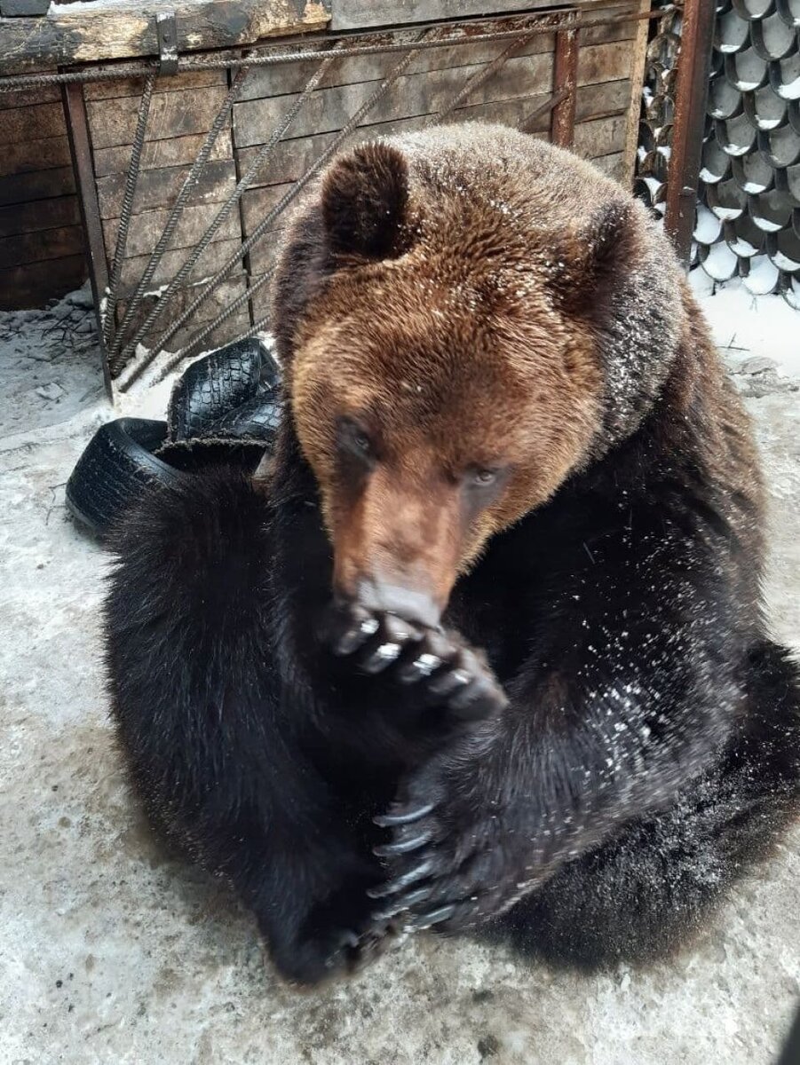    Медведь ищет новый дом. Источник: t.me/auditorkristina