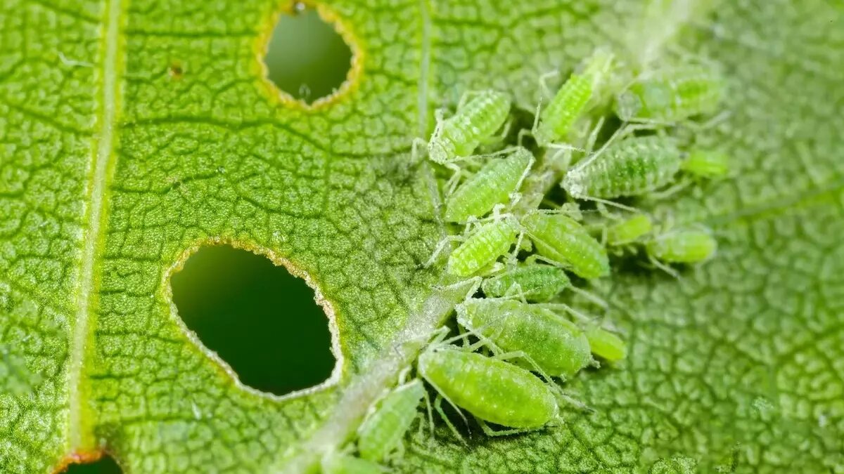     Источник: https://lawnbuddies.com/blog/identify-get-rid-aphids-trees-shrubs