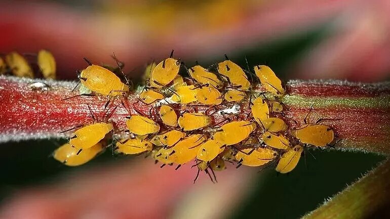     Источник: https://lawnbuddies.com/blog/identify-get-rid-aphids-trees-shrubs