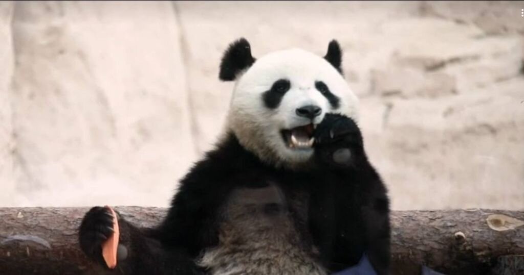     Катюша и бамбук. Источник: t.me/svetlanaakulova1 Автор фото: Светлана Акулова