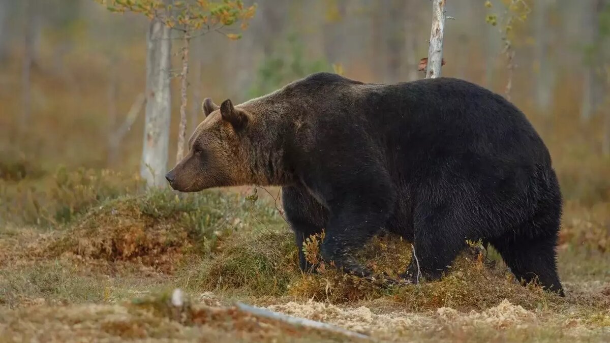 Медведь пришел к туристу на обед в Башкирии | mkset.ru | Дзен