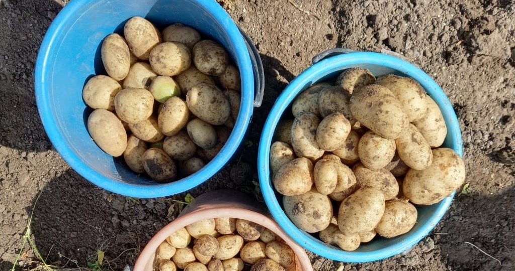 "Ведро картошки с куста”: – главное, учесть 3 важных фактора (а раньше собирал с гулькин нос)