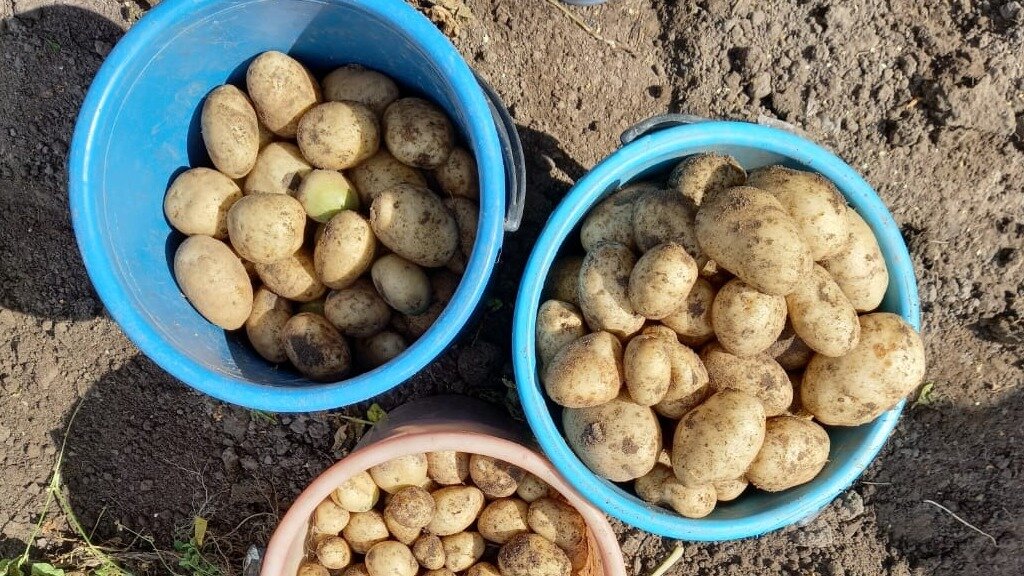 Как только дачники не сажают картофель – и в гребни, и в траншеи, в мешки и бочки. Но не все могут похвастаться высоким урожаем. Так вот было и у нас. 