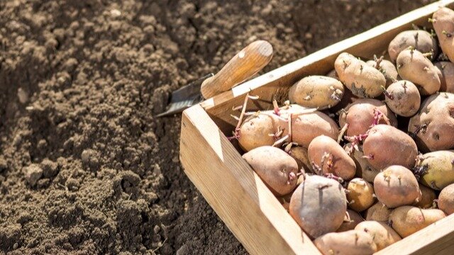 Чаще всего мы выращиваем ранние и среднеспелые сорта картофеля.