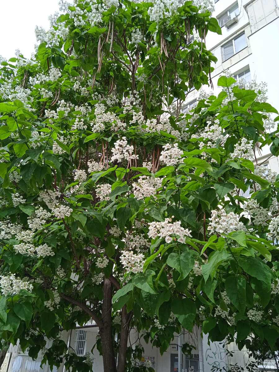 Цветут каштаны у дома. 