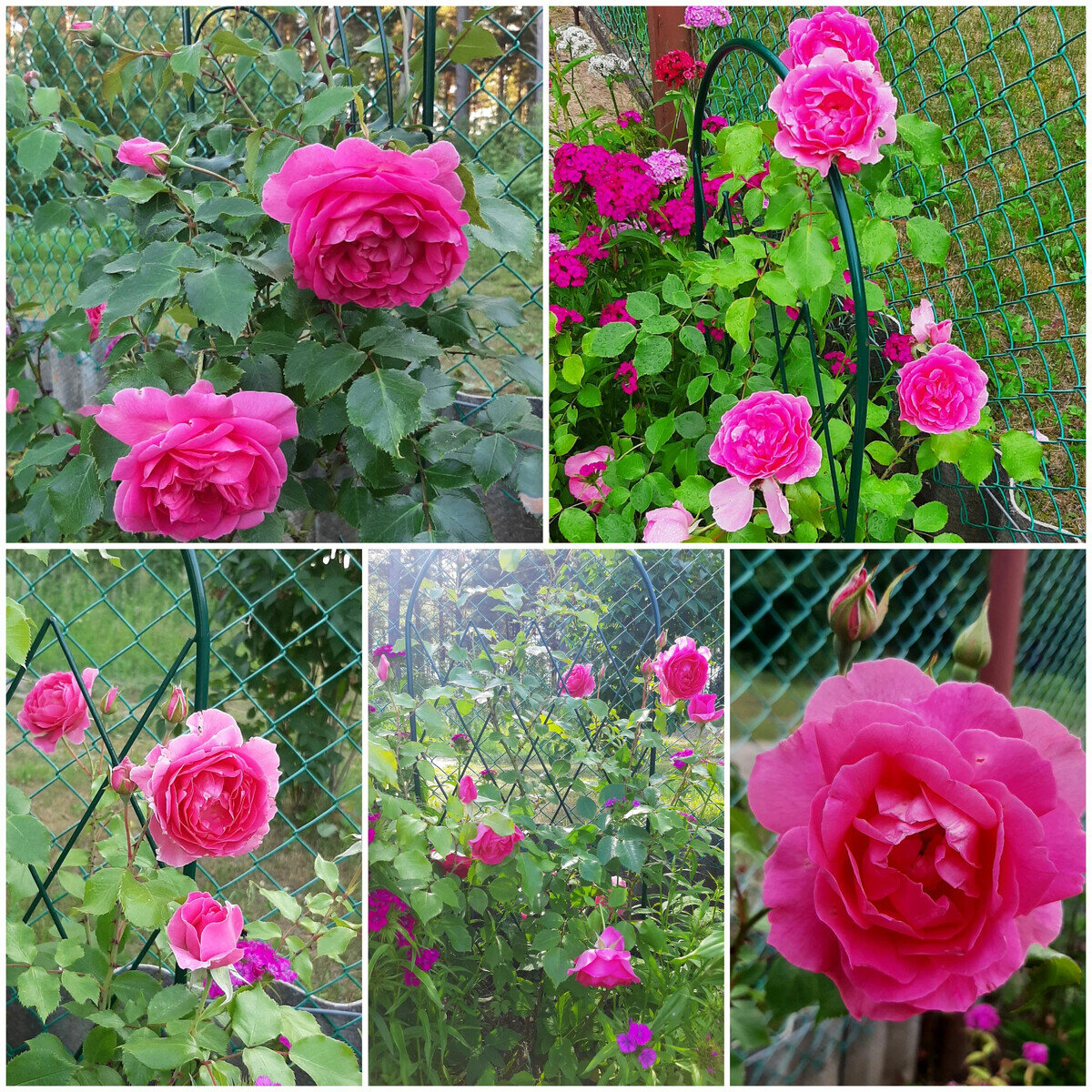 фотоколлаж Елены